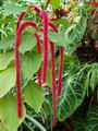 Amaranthus Caudatus